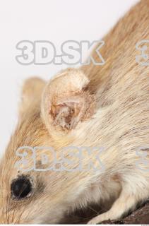 Mouse-Mus musculus 0023